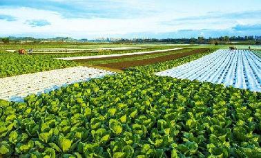 蔬菜基地建設(shè)